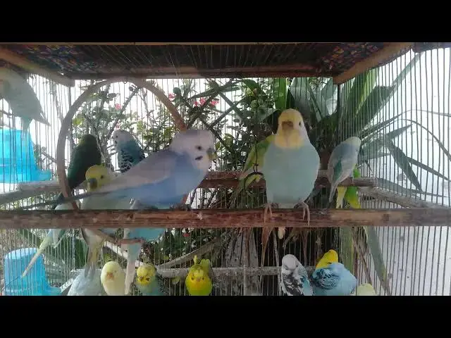 Video thumbnail for 2分で変わる！インコがもっと元気になる方法✨