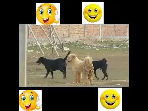 Video thumbnail for Dogs meeting in village | dog funny meeting video | dog meeting viral video #shorts