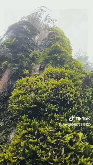 Video thumbnail for nature rain tree plants