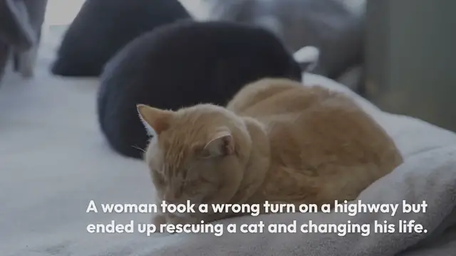 Video thumbnail for Woman Took a Wrong Turn on a Highway but Ended Up Rescuing a Kitten, Changing His Life
