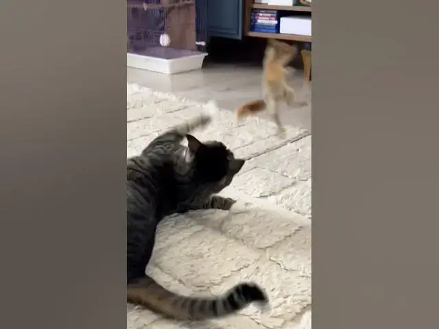 Video thumbnail for Белка против кота!Раунд#funnyanimals#squirrelVScat#squirrеl#белка#смешноевидео