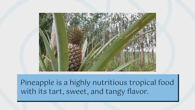 Video thumbnail for Can dogs eat pineapple?