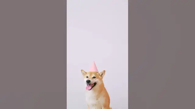 'Video thumbnail for birthday dog'