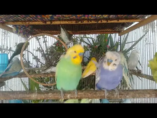 'Video thumbnail for Hobby Bird Watch Cute Budgies with Beautiful Mutations #birdwatching #petbirds'