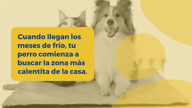 Video thumbnail for Las 10 mejores mantas térmicas y eléctricas para perros