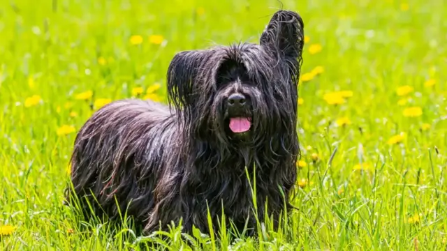 Video thumbnail for Dog Breeds That Could Disappear Forever If We Don't Help