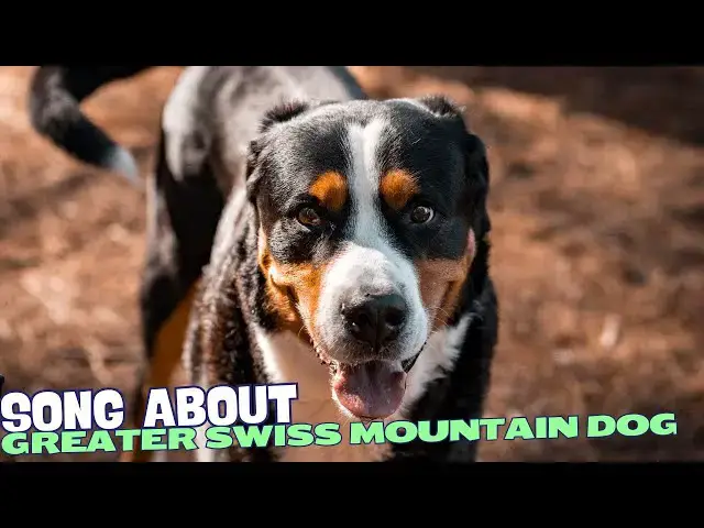 Video thumbnail for Greater Swiss Mountain Dog Shuffle: A Celebration of the Gentle Giant! 🐾