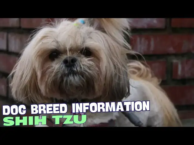 Video thumbnail for What Are Shih Tzu? 🐾🐶