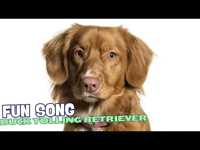 Video thumbnail for 🎶🐶 Duck Tolling Retriever Jam – Fun Song About the Duck Tolling Retriever 🎶🦆