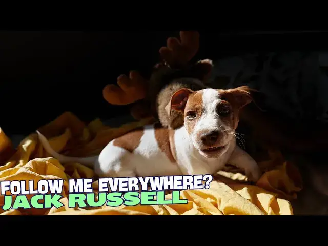 Video thumbnail for 🐾 Why Does My Jack Russell Follow Me Everywhere? 🐶