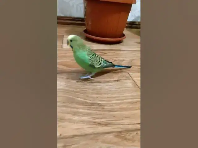 Video thumbnail for Adorable budgie😍😘🥰#shorts
