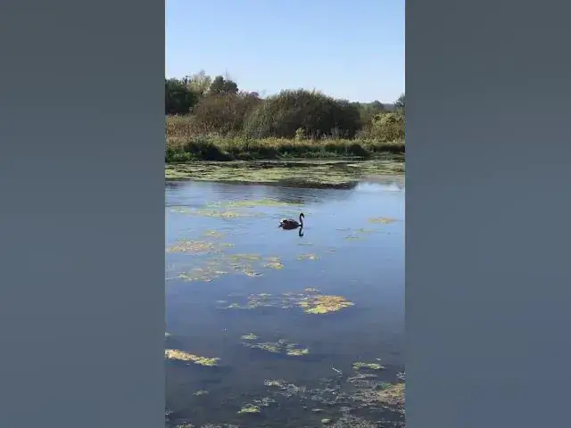 Video thumbnail for Adorable swans😍😘🥰#shorts