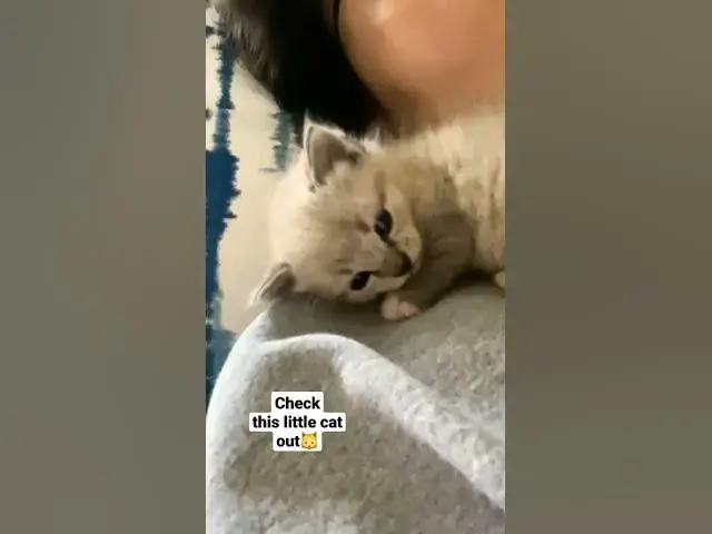 Video thumbnail for 이름 좀 지어주세요.