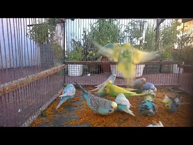 Video thumbnail for 💤 Budgie Sounds to Sleep FAST 🛏️  Best ASMR Bird Audio Ever! 🎶🌙 #SleepAid