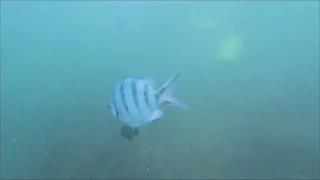 'Video thumbnail for Coral Eating Fish'