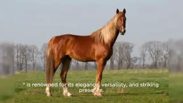 Video thumbnail for Saddlebred Horse