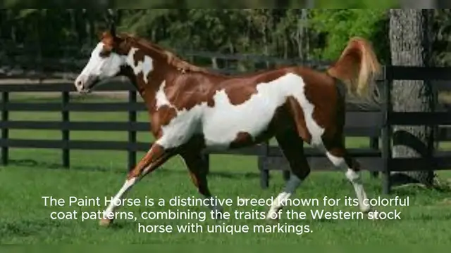 Video thumbnail for American Paint Horse