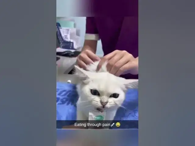 'Video thumbnail for Little yellow kitteh say Maaaay Ooh'