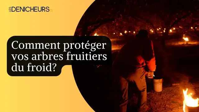 Video thumbnail for 🌲 Protégez vos arbres fruitiers du froid hivernal avec ces conseils infaillibles ! 🌳 🌨