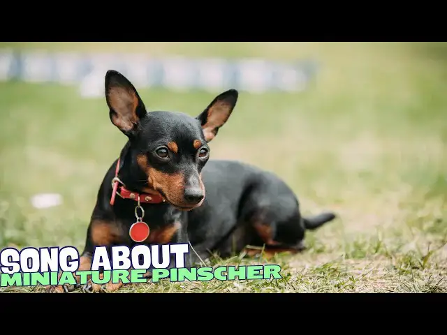 Video thumbnail for Tiny Terror (Song about Miniature Pinschers) 🎶