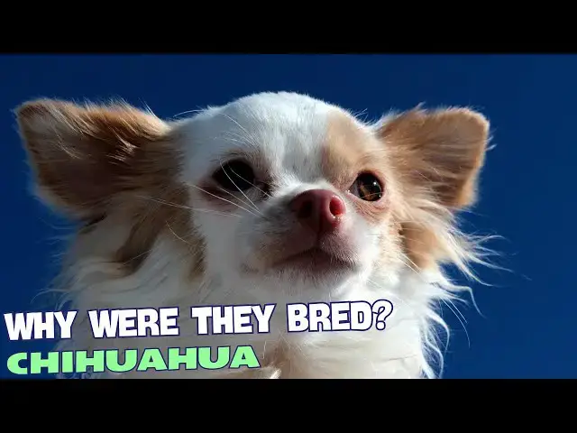 Video thumbnail for 🐕 Why Were Chihuahuas Bred? 🧐