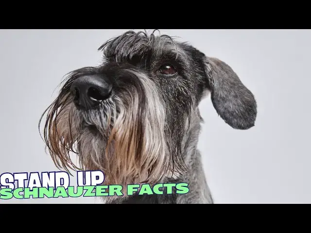 Video thumbnail for 10 Fascinating Facts About Schnauzers 🐕