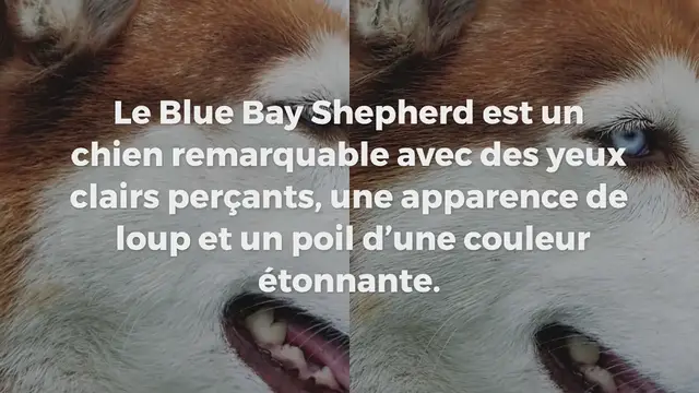 Video thumbnail for Blue Bay Shepherd : tout savoir sur ce chien croisé