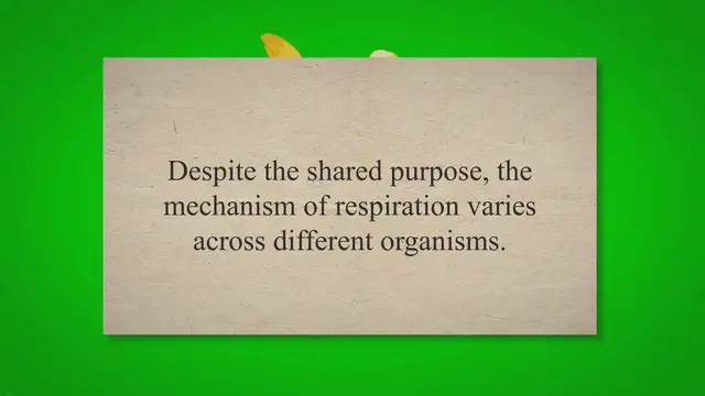 Video thumbnail for Mechanism of Respiration in Humans Insects and Birds