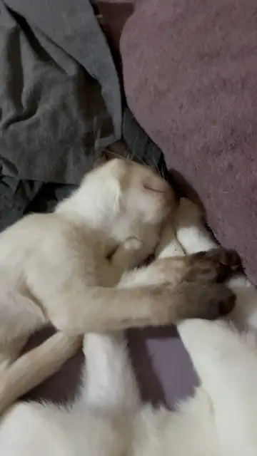 Video thumbnail for Sparky and Tulip