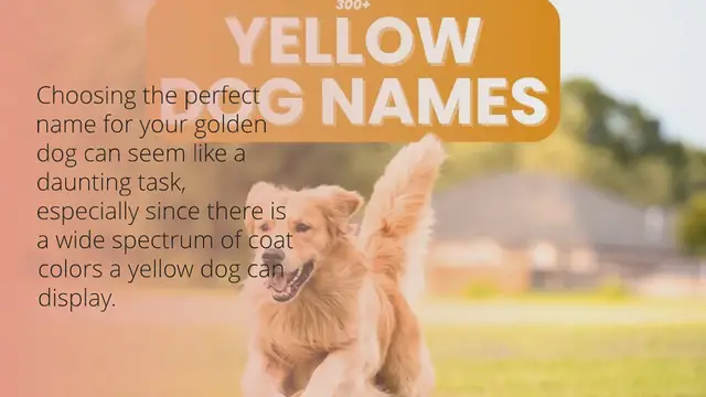 Video thumbnail for 300+ Yellow Dog Names for Your Golden Pup