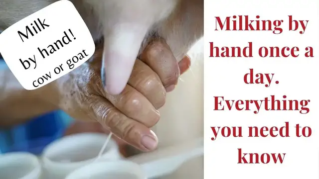 'Video thumbnail for How to milk a cow by hand once a day'