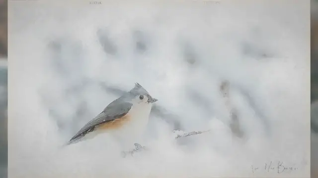 Video thumbnail for How to create bird artwork from digital watercolour paintings