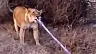 Video thumbnail for Lions Play Tug of War With Loose Tow-Rope on Vehicle