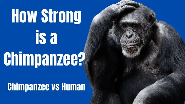 Video thumbnail for How Strong Is A Chimpanzee - Chimpanzee Strength - Chimpanzee vs Human