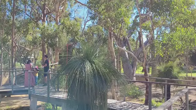 Video thumbnail for Koala area at Yanchep National Park