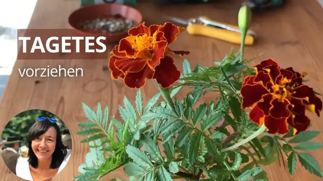 'Video thumbnail for Tagetes vorziehen - Anleitung zur Anzucht von Studentenblumen'