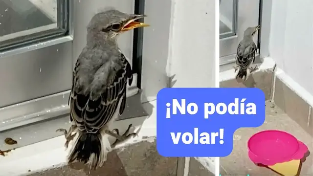 Video thumbnail for Pajarito cae a terraza de unos bondadosos niños sin poder volar 🐦