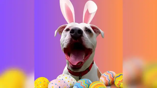 Video thumbnail for Pet of the Week