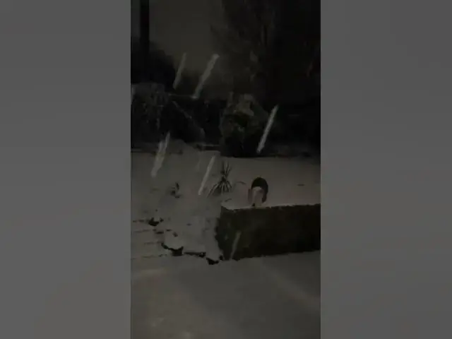 Video thumbnail for Teddy checking out the snow