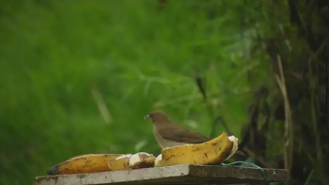 Video thumbnail for Can parakeets eat banana