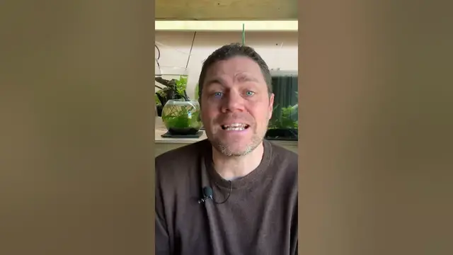 'Video thumbnail for 4 Reasons You Should Grow JAVA MOSS in EVERY Aquarium You Have   #redcherryshrimp #cherryshrimp'