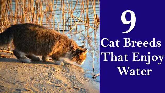 Video thumbnail for 9 Cat Breeds That Enjoy Water