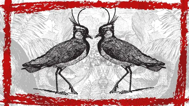 Video thumbnail for Northern Lapwing (Vanellus vanellus) Call | Northern Lapwing Sound & Song | Northern Lapwing Video