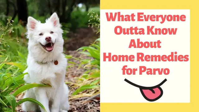 'Video thumbnail for What Everyone Outta Know About Home Remedies for Parvo'