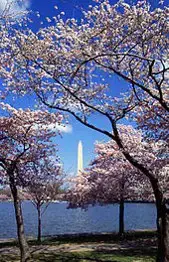 Video thumbnail for Cherry Trees in Washington, DC