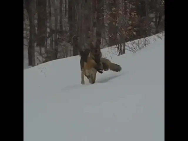 Video thumbnail for German Shepard with freshly killed fox