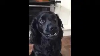 'Video thumbnail for Sausage Dog'