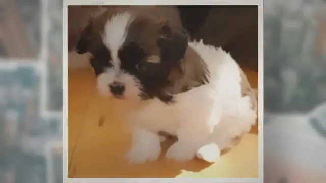 Video thumbnail for My Dog Is Shaking After Shots