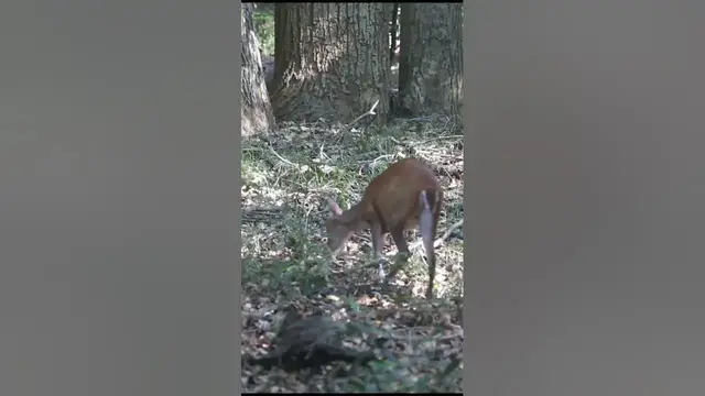 Video thumbnail for Barking deer #shorts