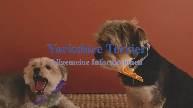'Video thumbnail for Yorkshire Terrier Allgemeine Informationen'